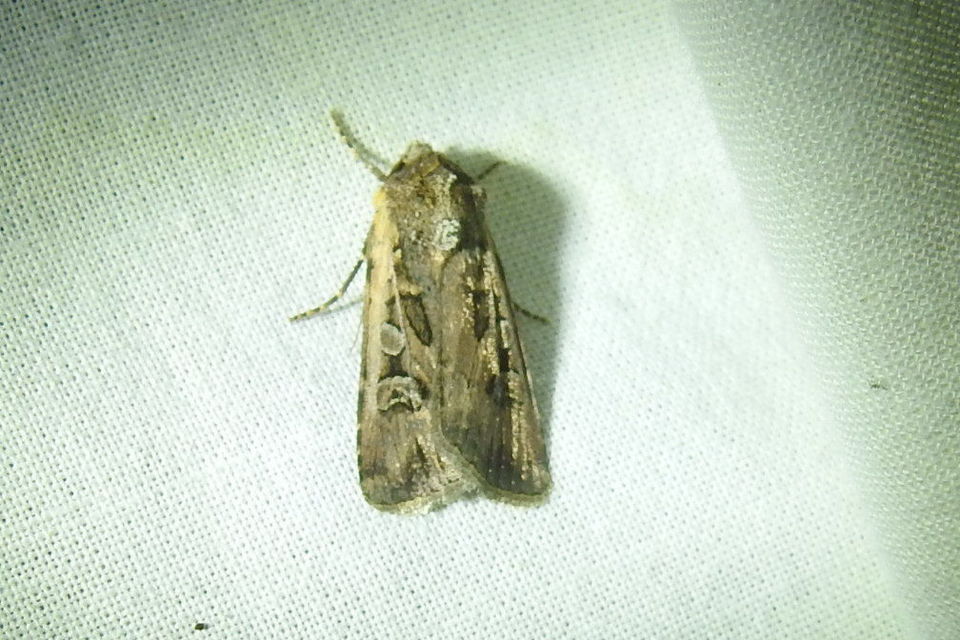 Euxoa tritici/nigrofusca/eruta