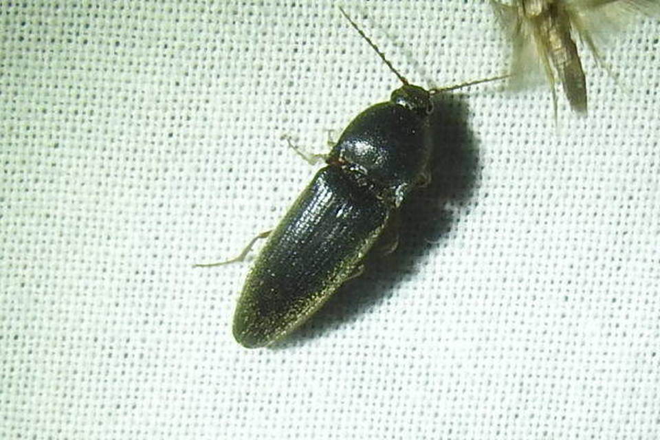 Melanotus