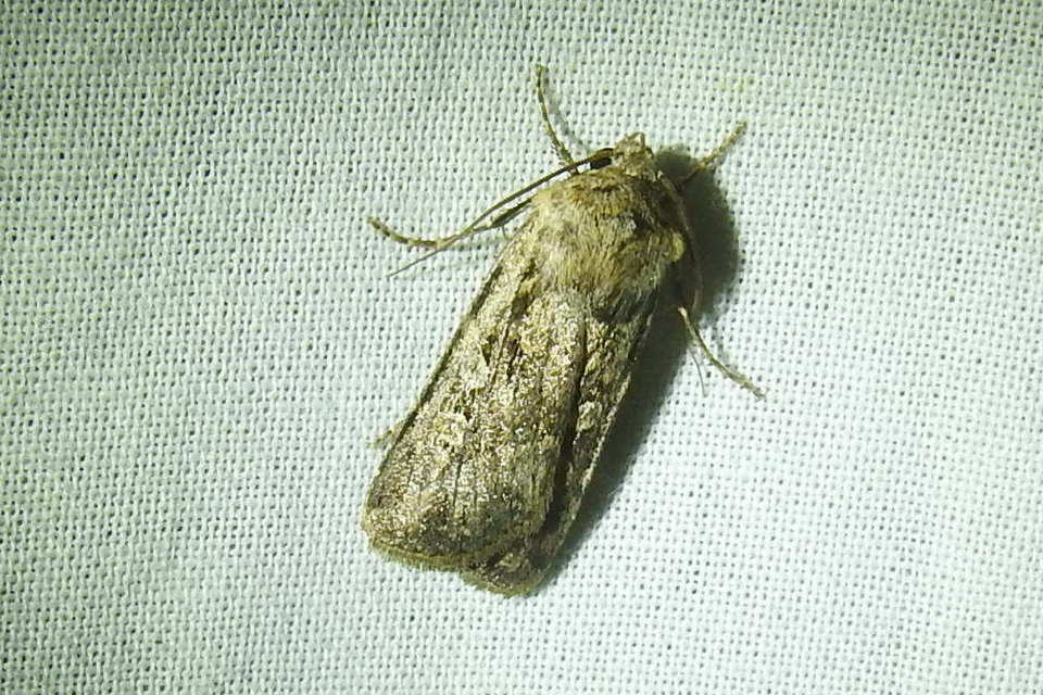 Euxoa tritici/nigrofusca/eruta