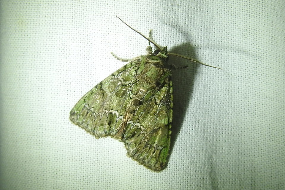 Polyphaenis sericata - selyemfényű erdeibagoly