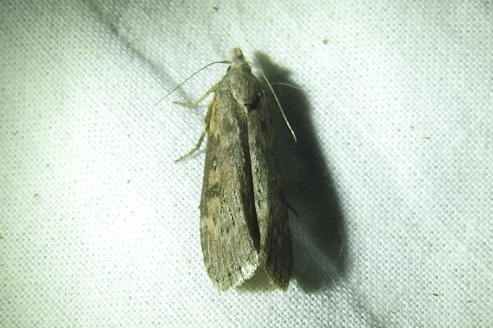 Lamoria anella - törmelékmoly