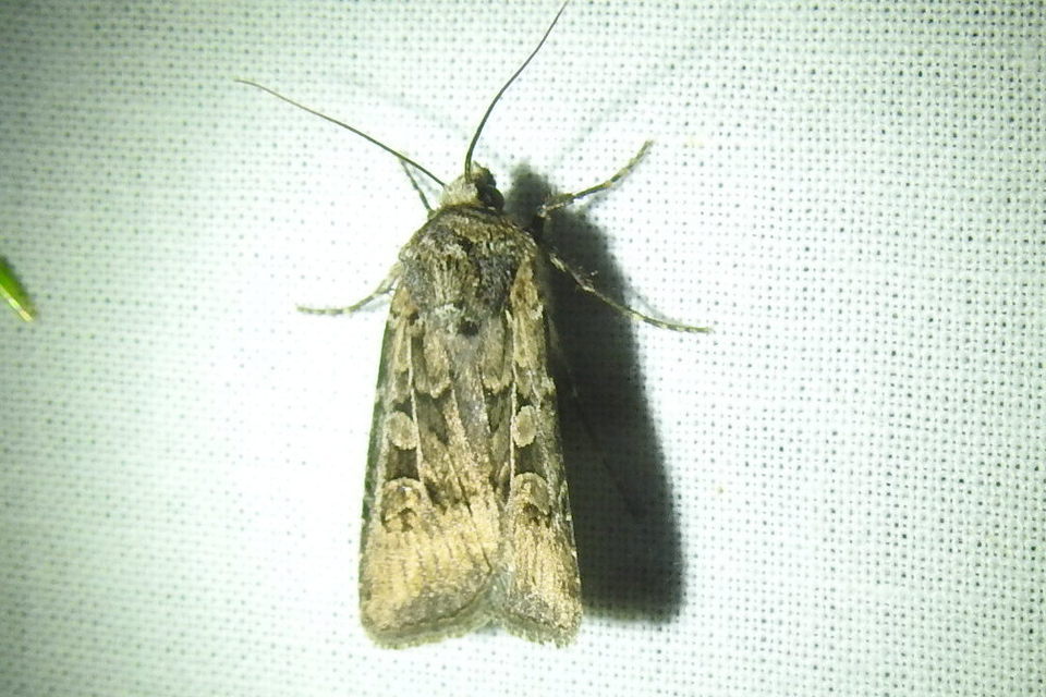Euxoa tritici/nigrofusca/eruta