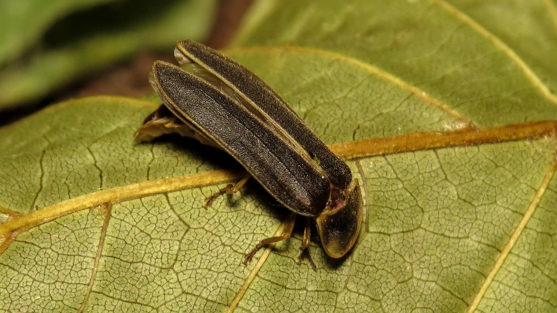 Lampyris noctiluca - nagy szentjánosbogár