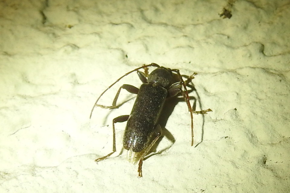 Trichoferus campestris - szállóvendég éjicincér