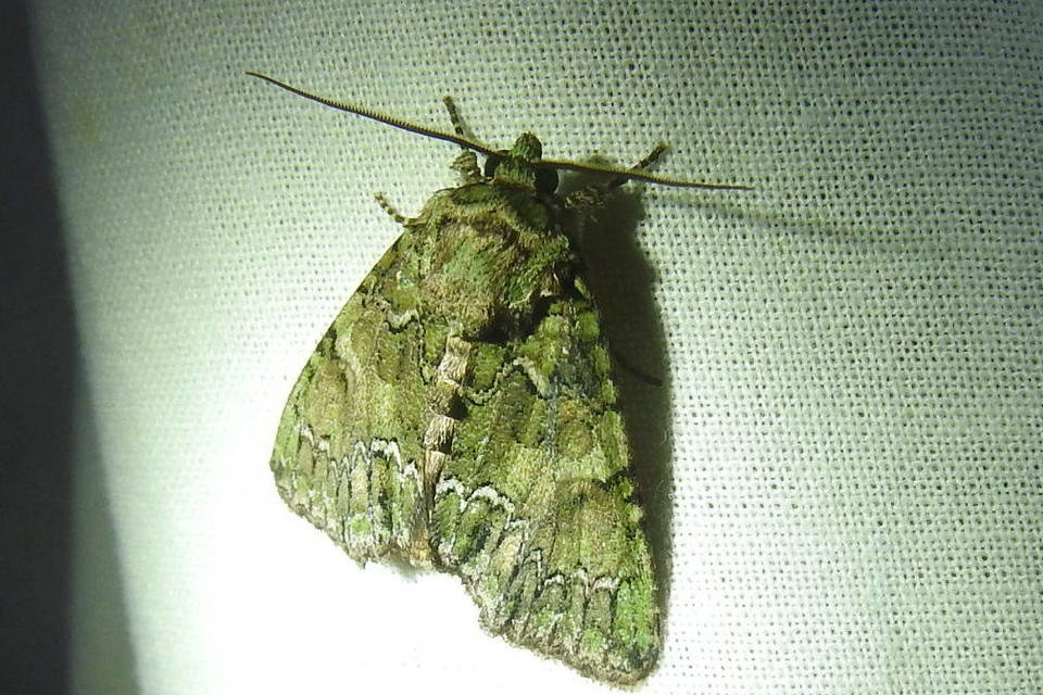 Polyphaenis sericata - selyemfényű erdeibagoly