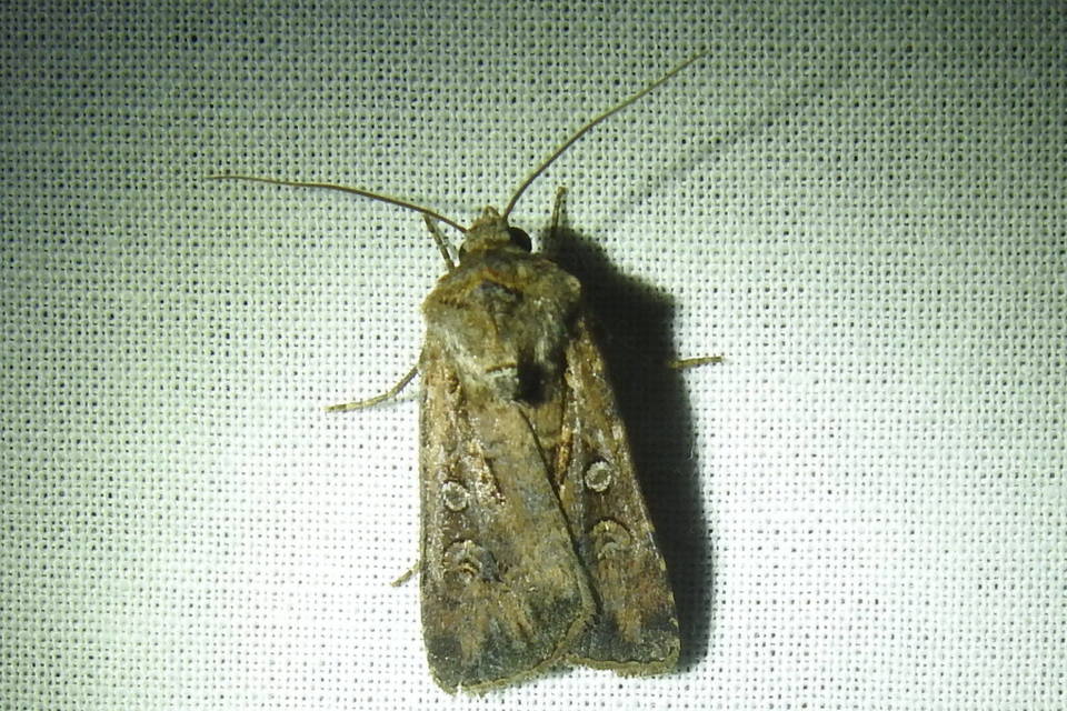 Euxoa tritici/nigrofusca/eruta