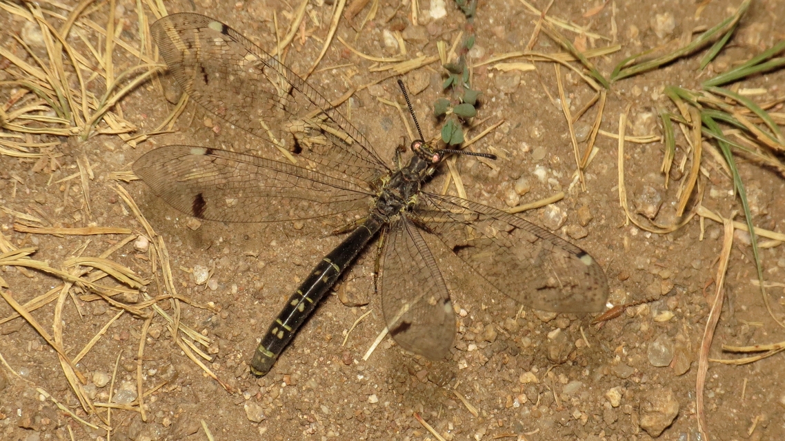 Distoleon tetragrammicus - négyfoltos hangyaleső