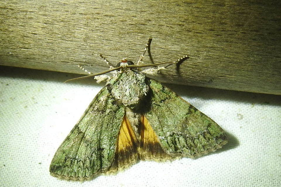 Polyphaenis sericata - selyemfényű erdeibagoly