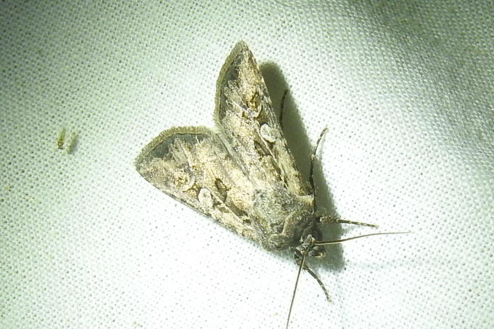 Euxoa tritici/nigrofusca/eruta