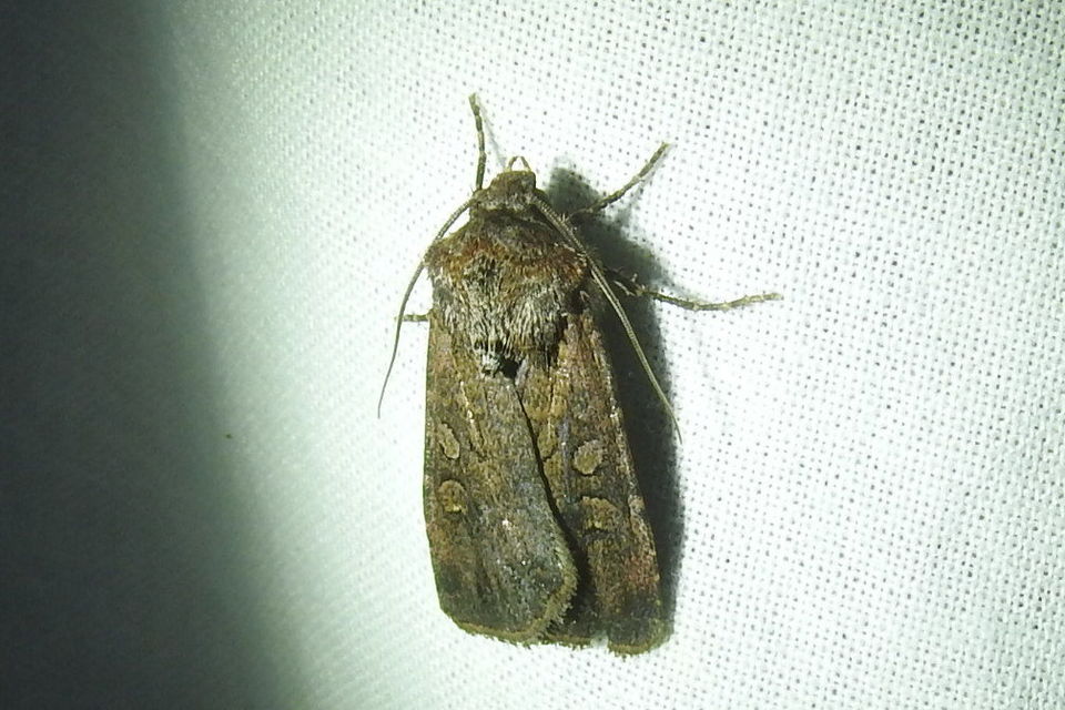 Euxoa tritici/nigrofusca/eruta