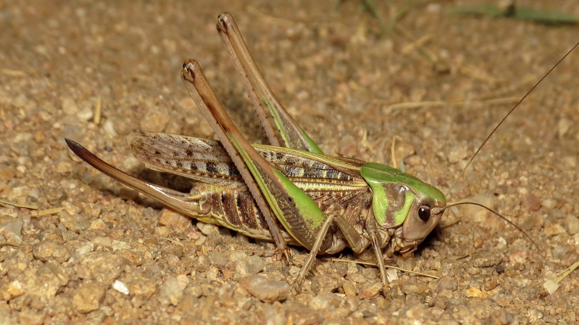 Decticus verrucivorus - szemölcsevő szöcske