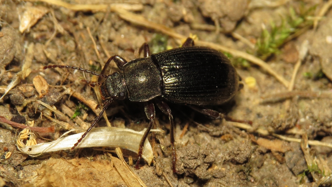 Stenomax aeneus - bronzos gyászbogár
