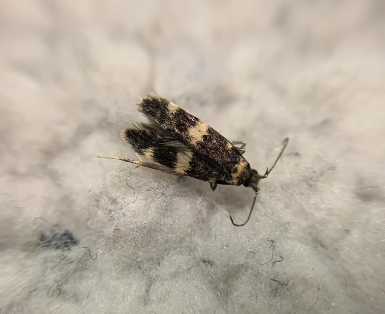 Oegoconia