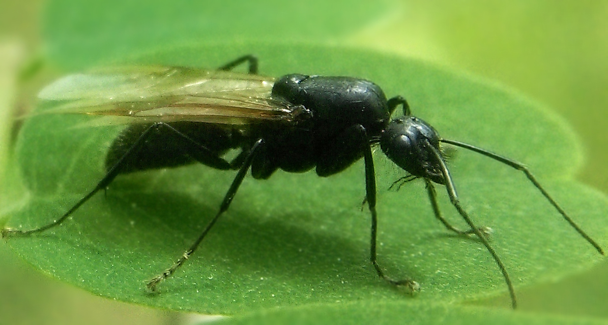 Camponotus