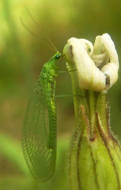 Chrysopidae - zöldfátyolkák