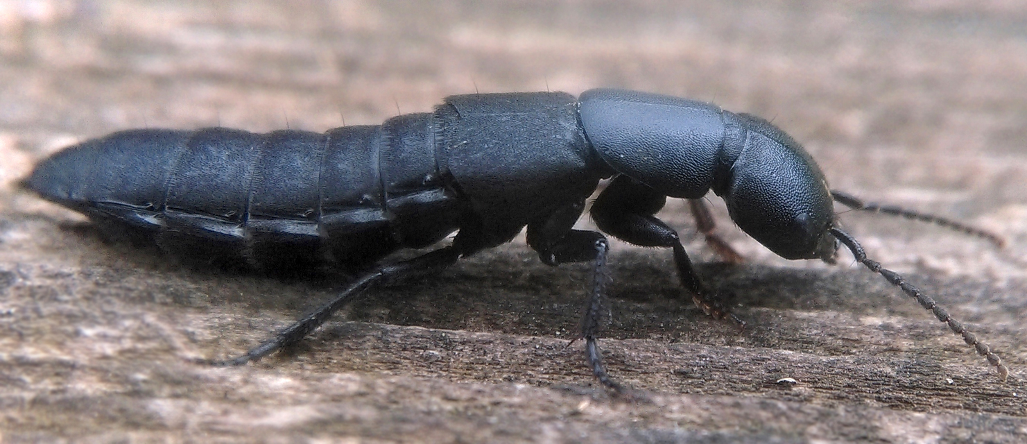 Ocypus nitens - fekete holyva