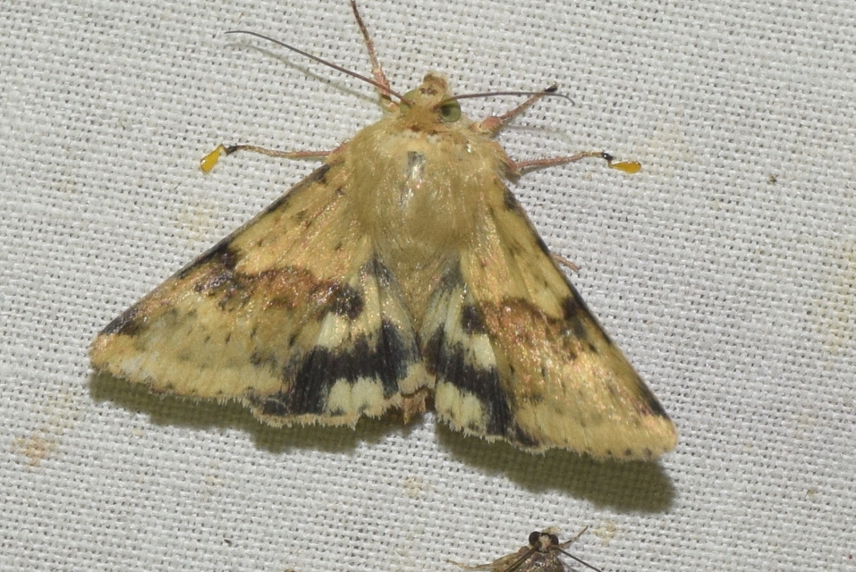 Heliothis viriplaca - mácsonyabagoly
