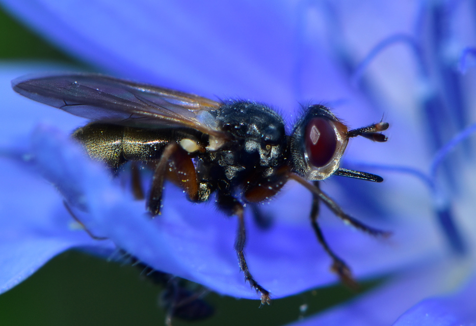 Conopidae - fejeslegyek