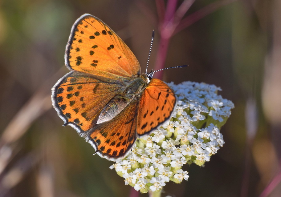 Lycaena thersamon - kis tűzlepke