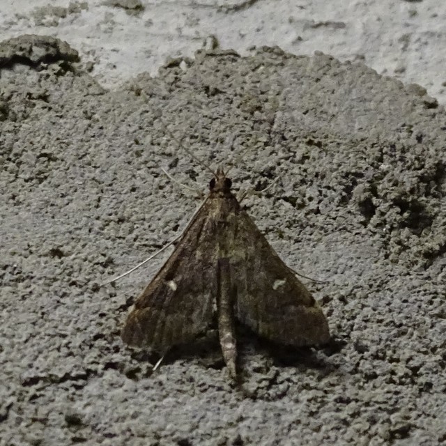 Dolicharthria punctalis - hosszúlábú tűzmoly