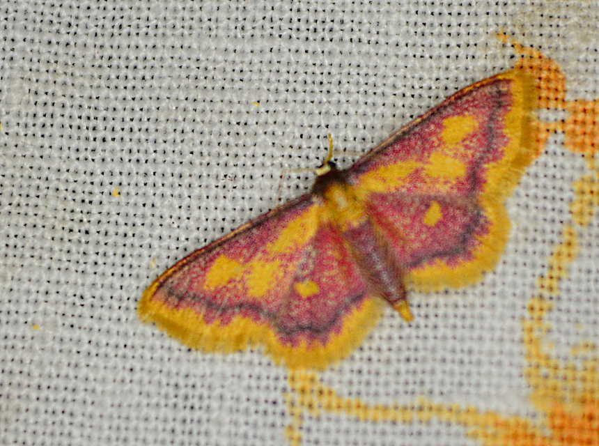 Idaea muricata - mocsári pirosaraszoló