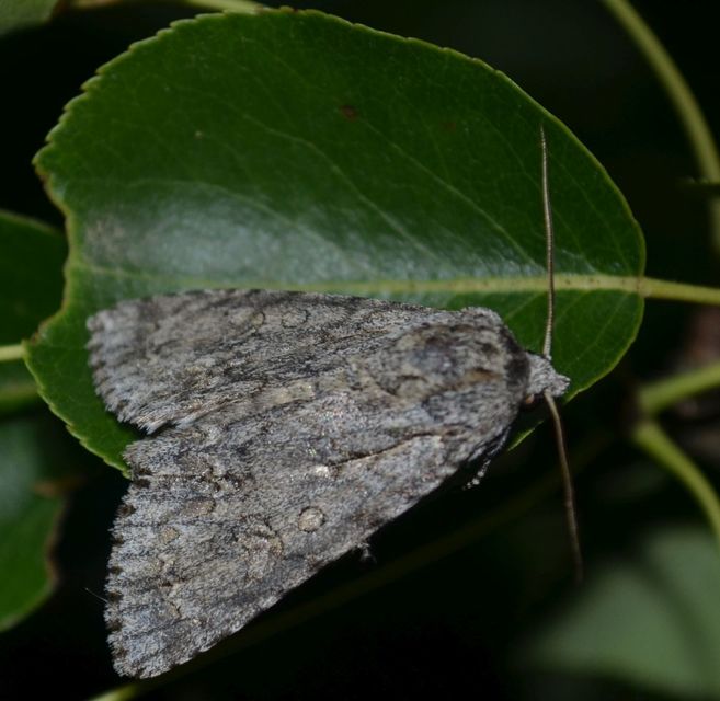 Acronicta aceris - vadgesztenye-szigonyosbagoly