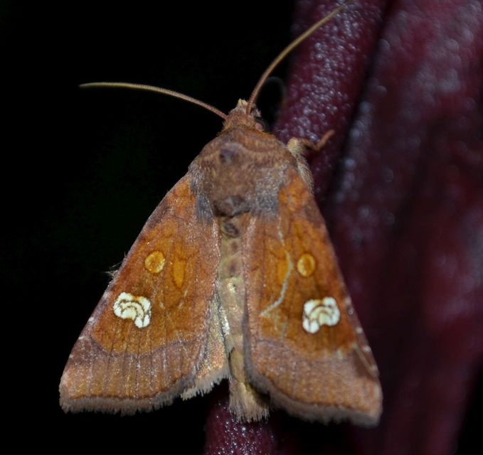 Amphipoea oculea - nagyfoltú lápibagoly