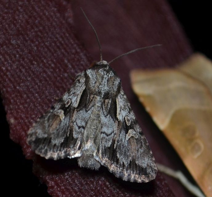 Chloantha hyperici - orbáncfű-sugarasbagoly