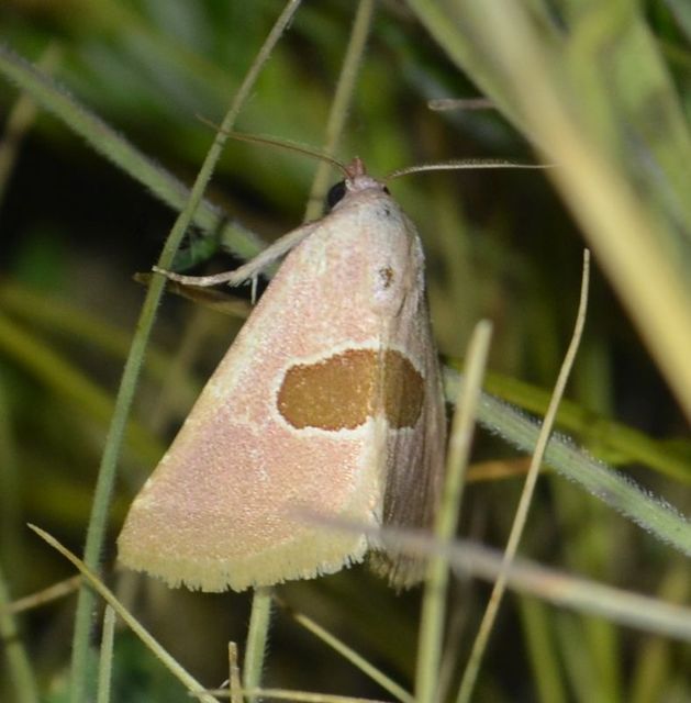 Calymma communimacula - pajzstetűfaló bagoly