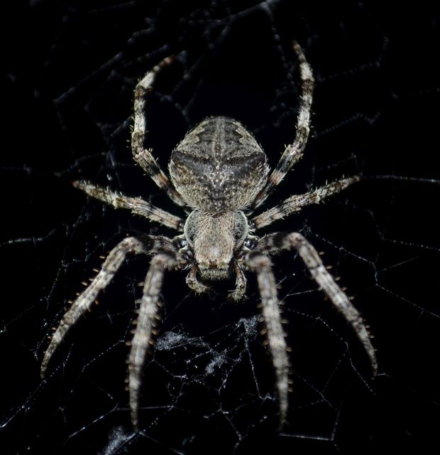 Araneus circe/angulatus