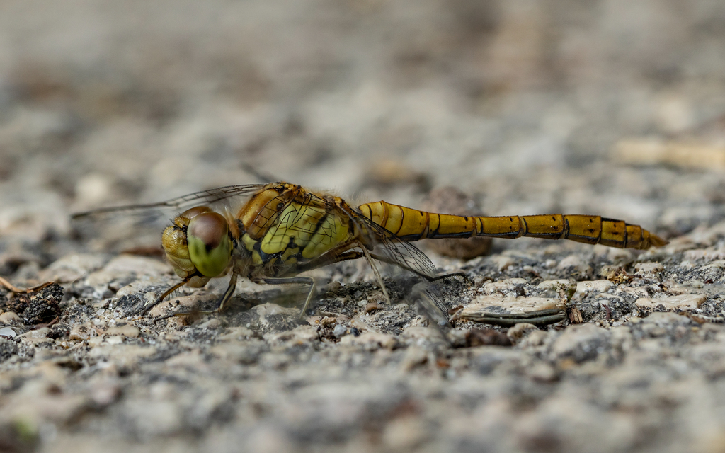 Sympetrum striolatum - harántsávos katona-szitakötő