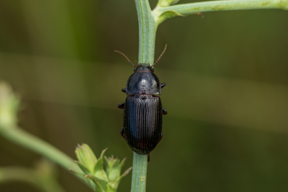 Zabrus tenebrioides - gabonafutó