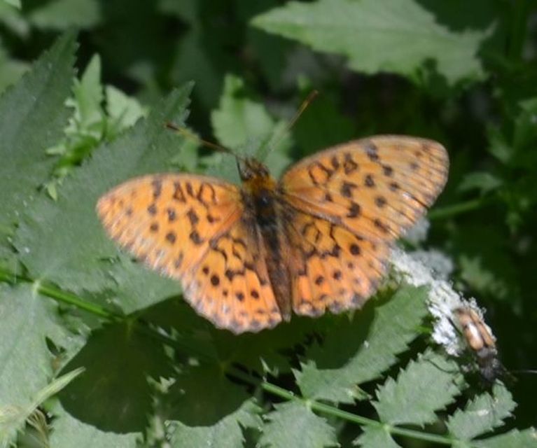 Brenthis daphne - málna-gyöngyházlepke