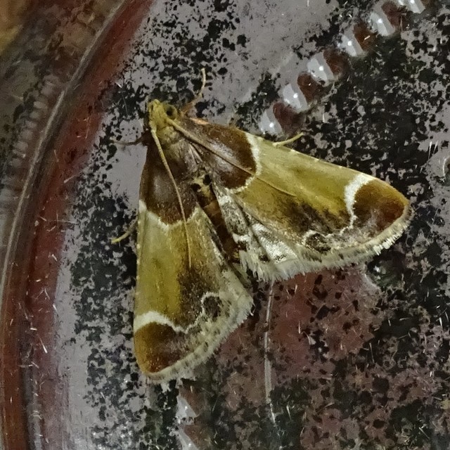 Pyralis farinalis - lisztilonca