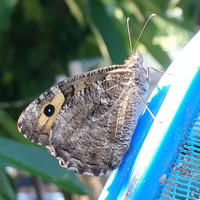 Hipparchia semele - barna szemeslepke