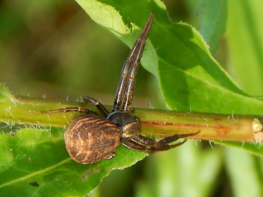 Xysticus
