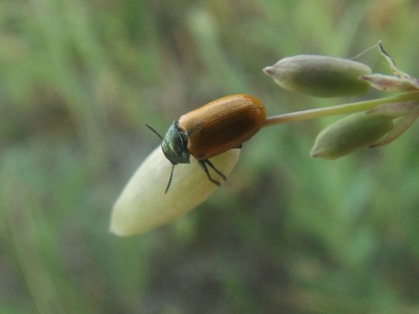Labidostomis
