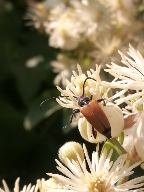 Stictoleptura fulva - vörhenyes virágcincér
