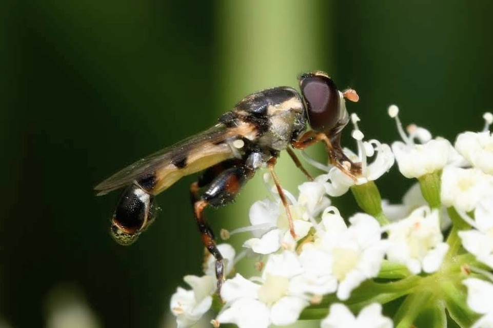 Syritta pipiens - zizegő comboslégy