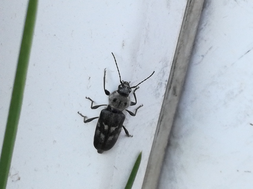 Hylotrupes bajulus - házicincér