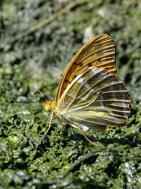 Argynnis paphia - nagy gyöngyházlepke