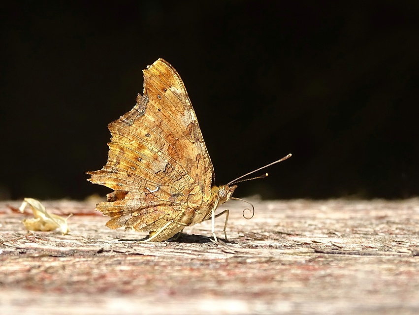 Nymphalis c-album - C-betűs lepke