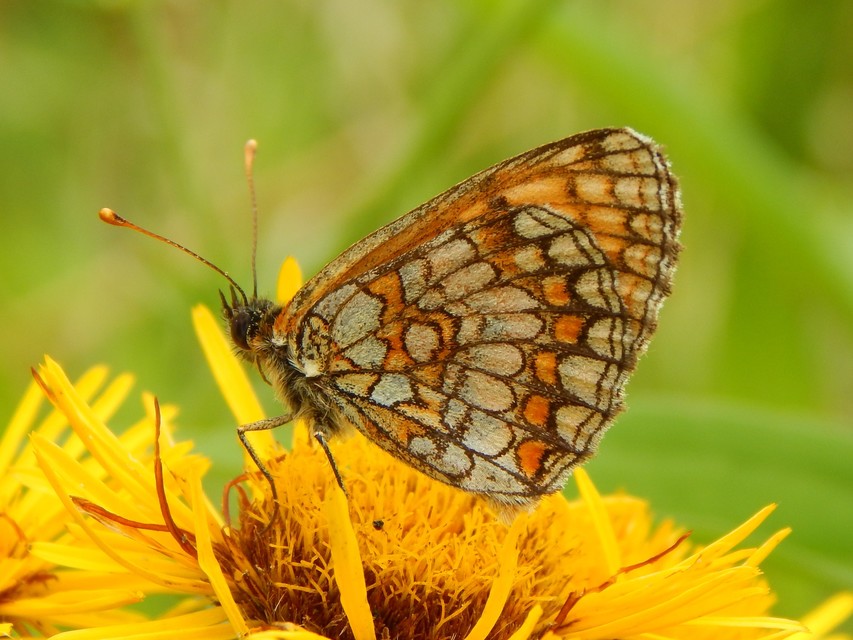 Melitaea athalia - közönséges tarkalepke