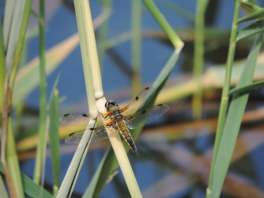Libellula quadrimaculata - négyfoltos laposacsa
