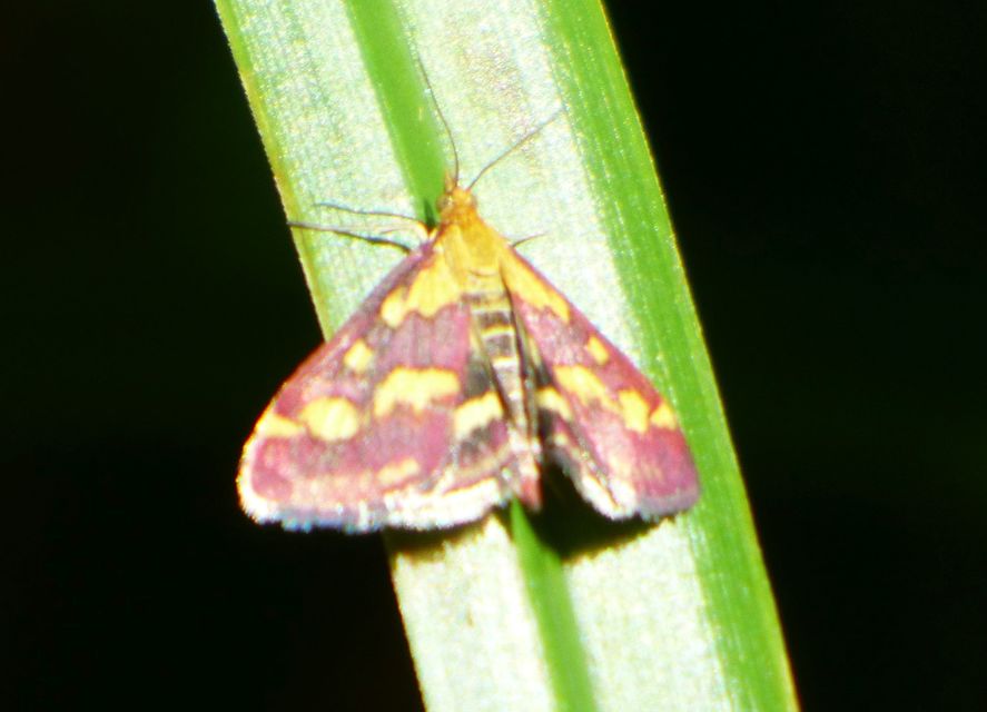 Pyrausta purpuralis - közönséges bíbormoly