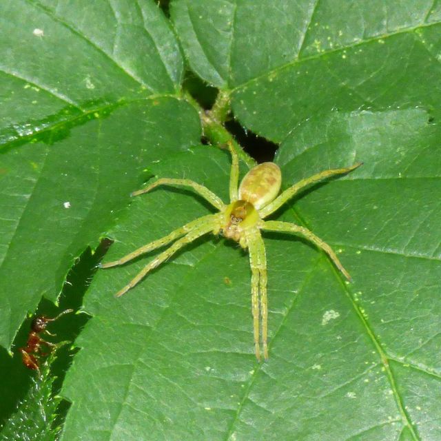 Dolomedes plantarius/fimbriatus