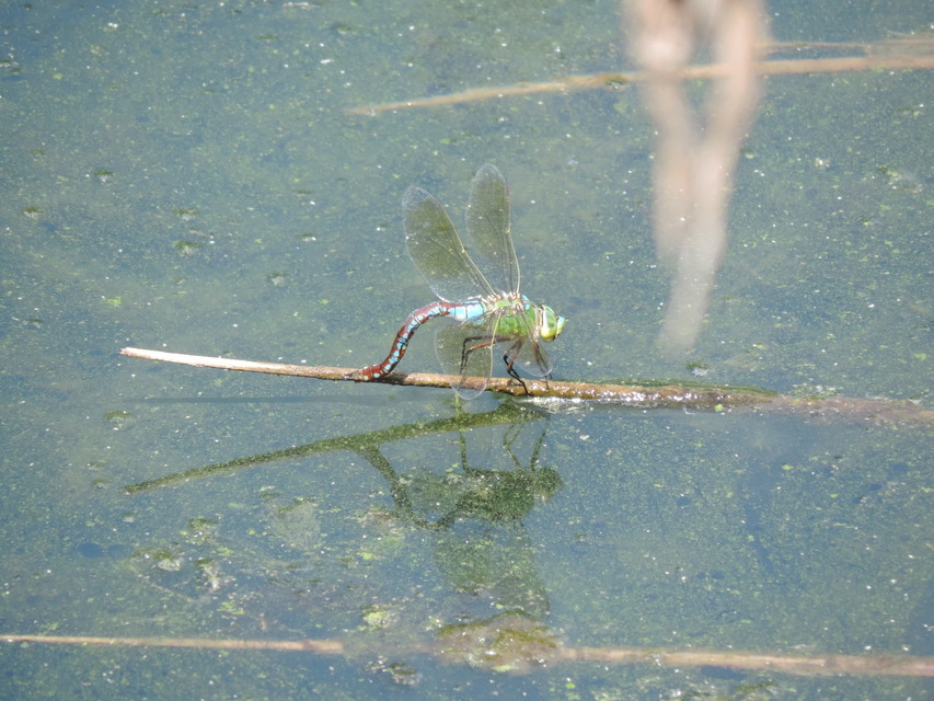 Anax imperator - zöld óriásacsa