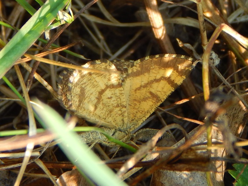 Ematurga atomaria - barna rétiaraszoló