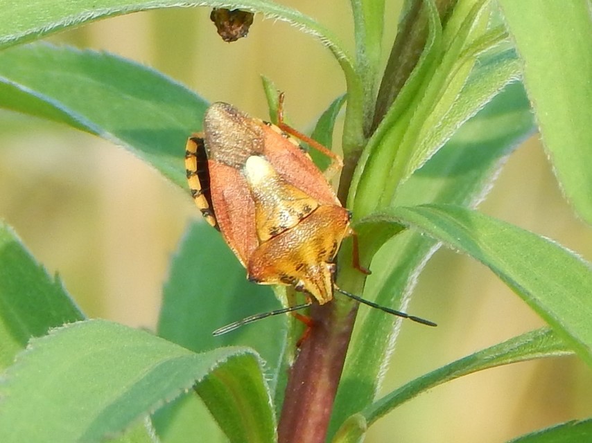Heteroptera - Poloskák