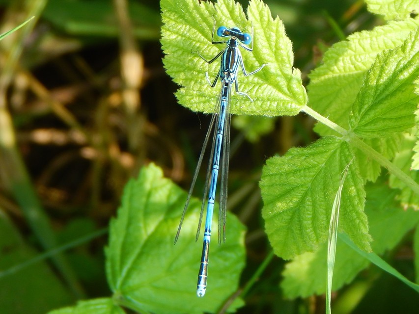 Platycnemis pennipes - széleslábú szitakötő